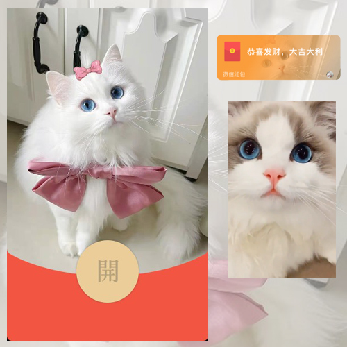 红包封面-素纱SP-猫咪1（精品系列）